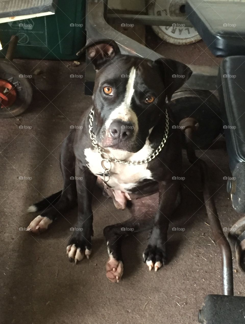 Pitbull and barbells