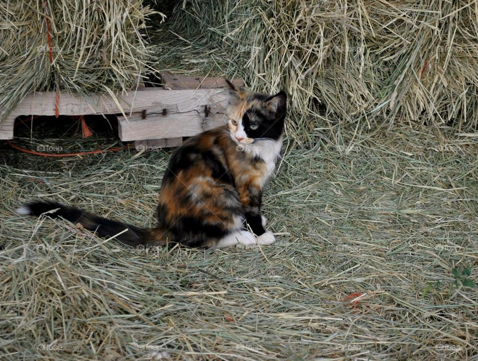 Contemplative kitten. Kitten contemplating stuff
