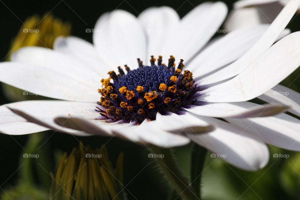 White Daisy 