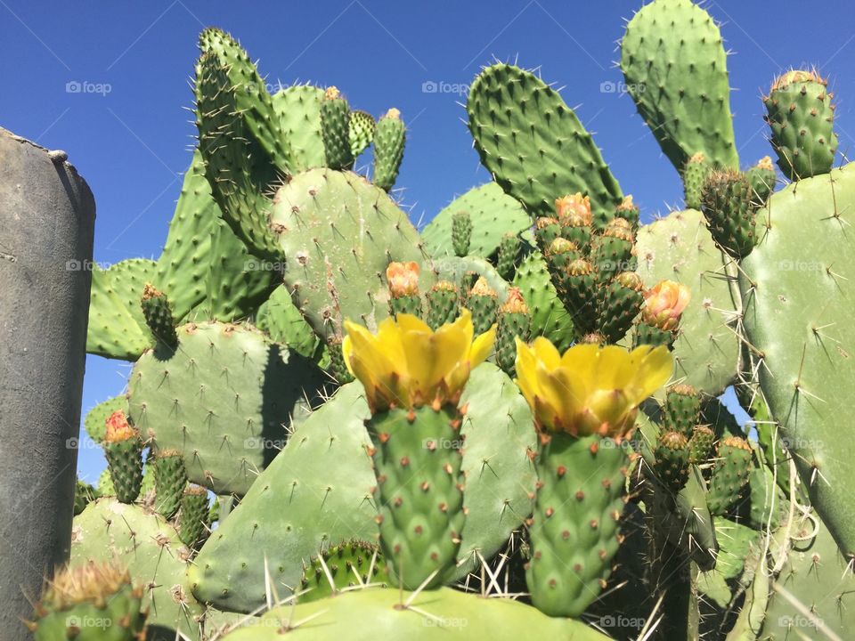 Aloes aloès figue 