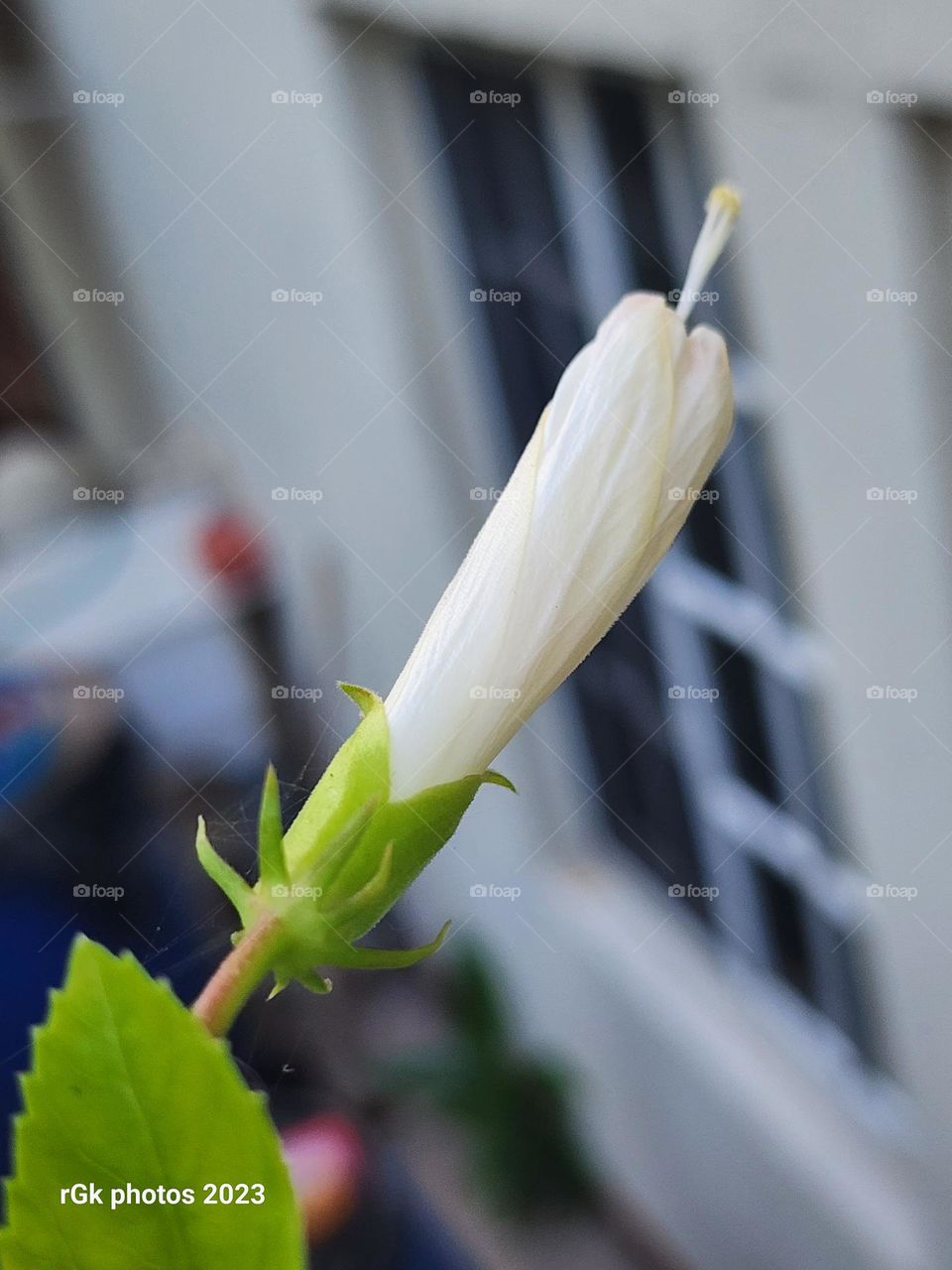 lone white hibiscus petal on the go
