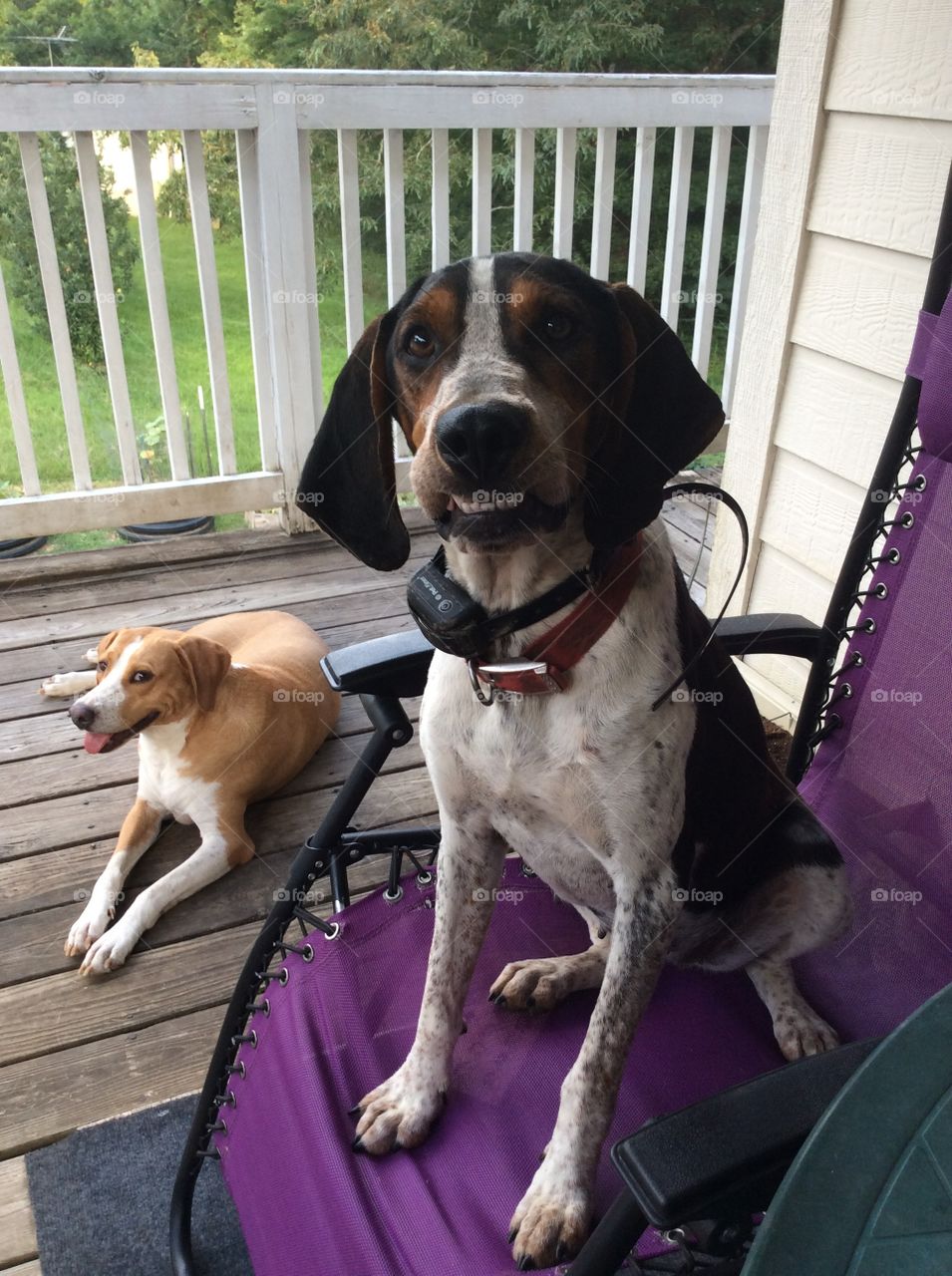 Belle and Abby. Our two rescue dogs.  Abby, sitting in the chair, is our newest addition. 🐶🐶