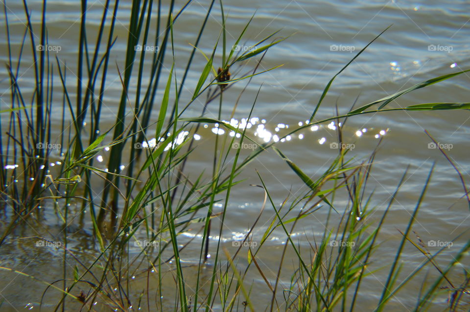 lake bulrush