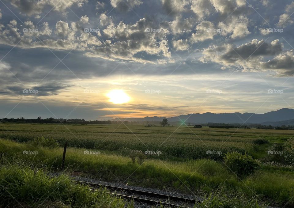 Countryside Corn plantation 