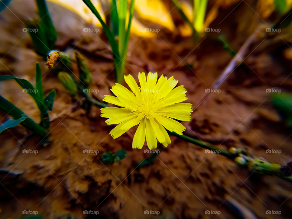 Sow thistle Yellow flowers blooming in summer