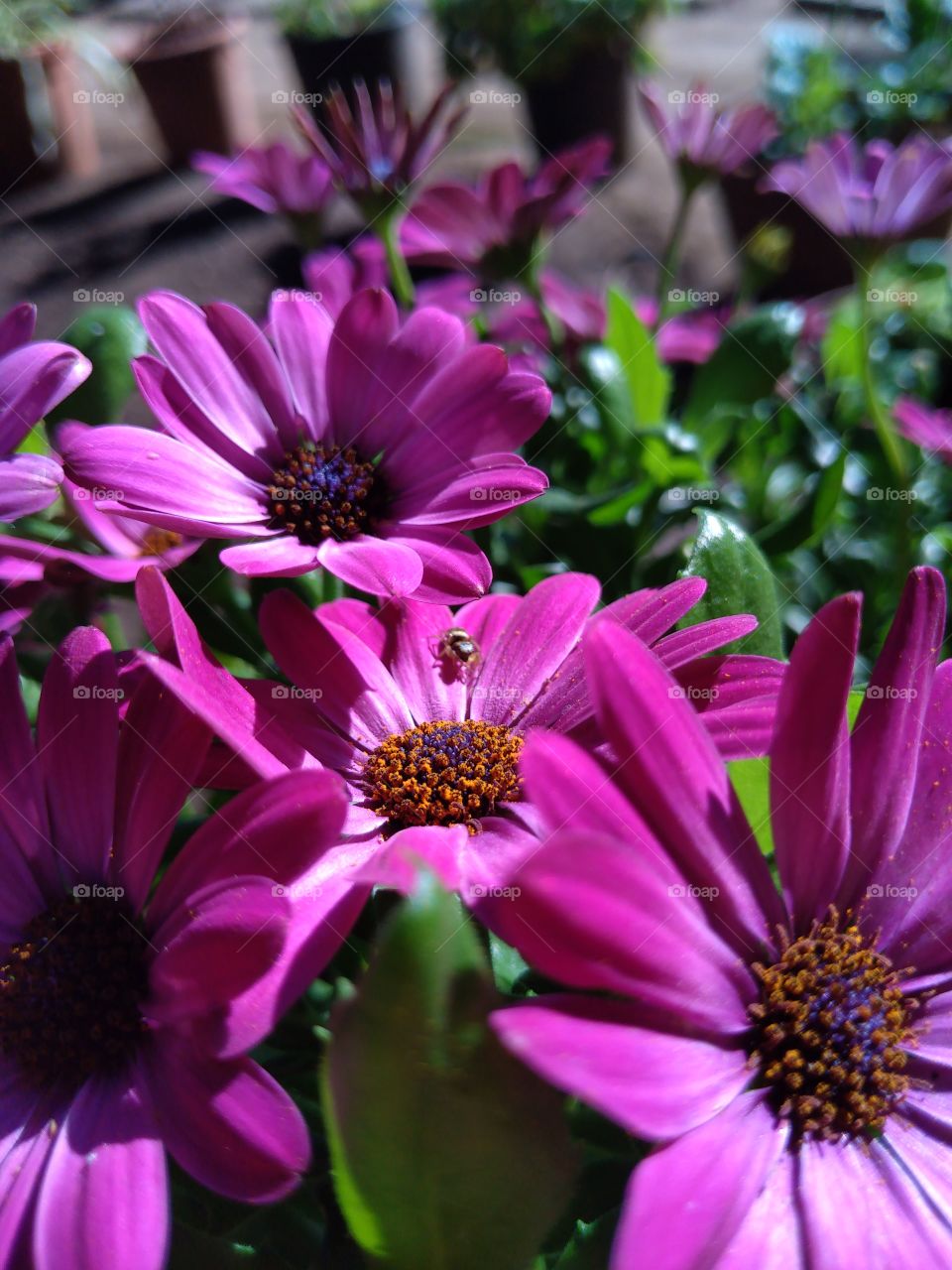 beautiful flowers garden