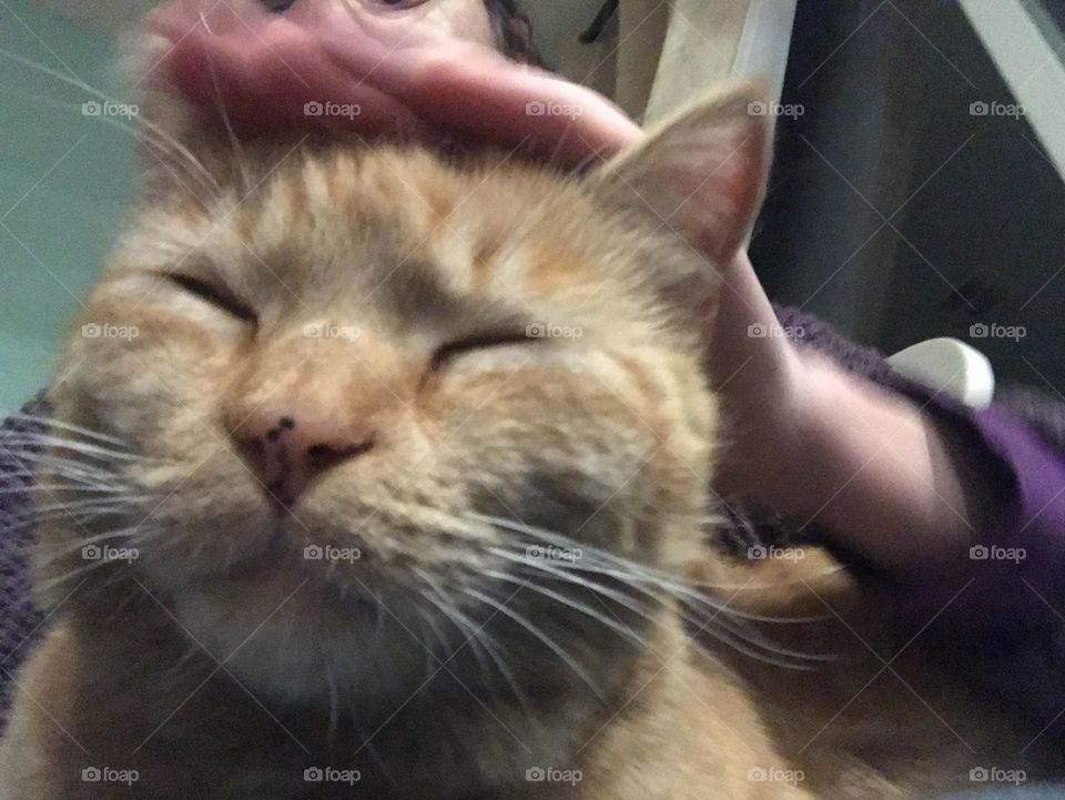 Orange kitty needs more petting 