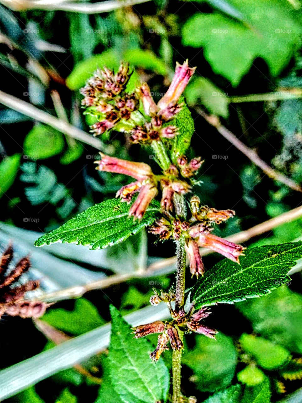 Flowers with leathery leaves
