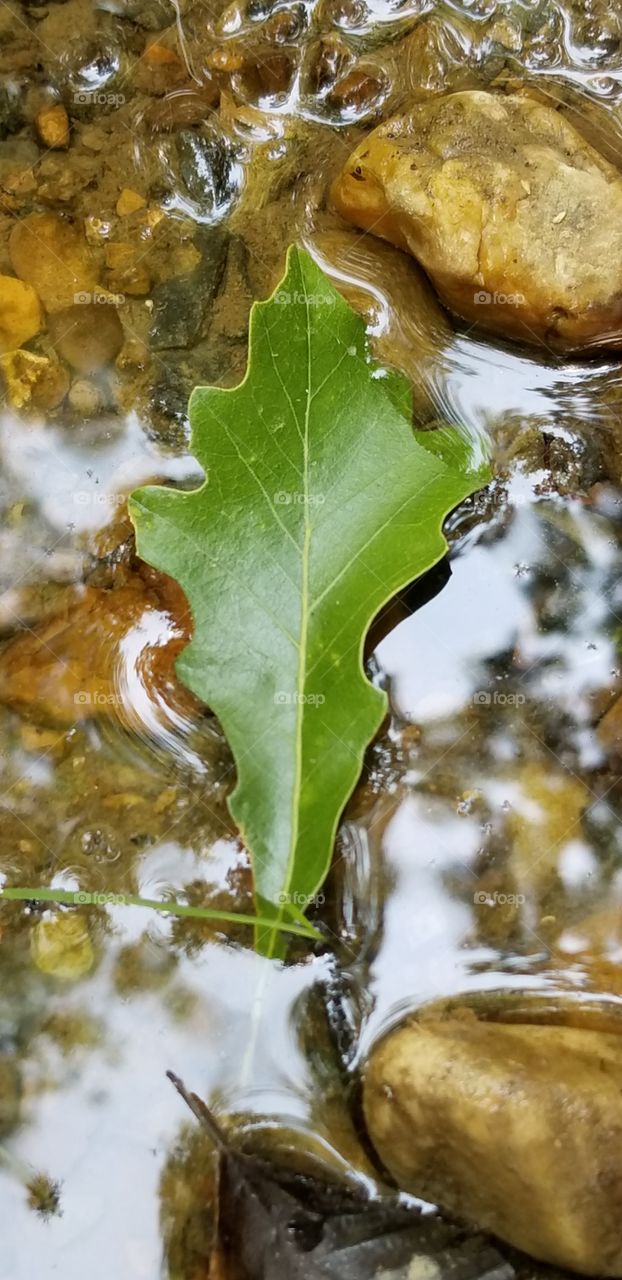 Floating Leaf in the Creek