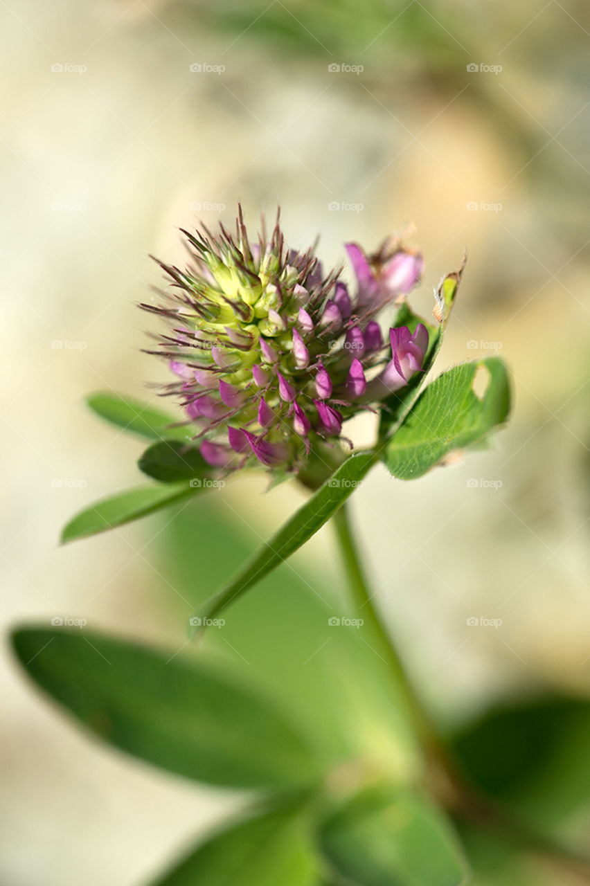 Flower. Among some things I love to shoot.
Sorry, but I can't recall its name, so please help tell me the name :-)