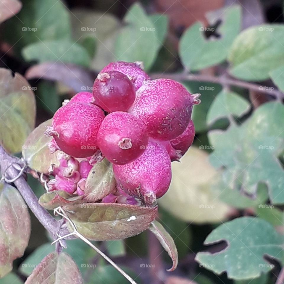 autumn in the garden  - pink snowberry graygreen leaves