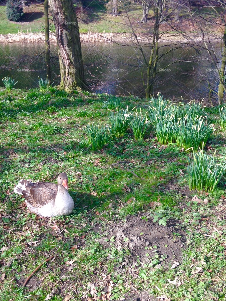 There's a goose loose