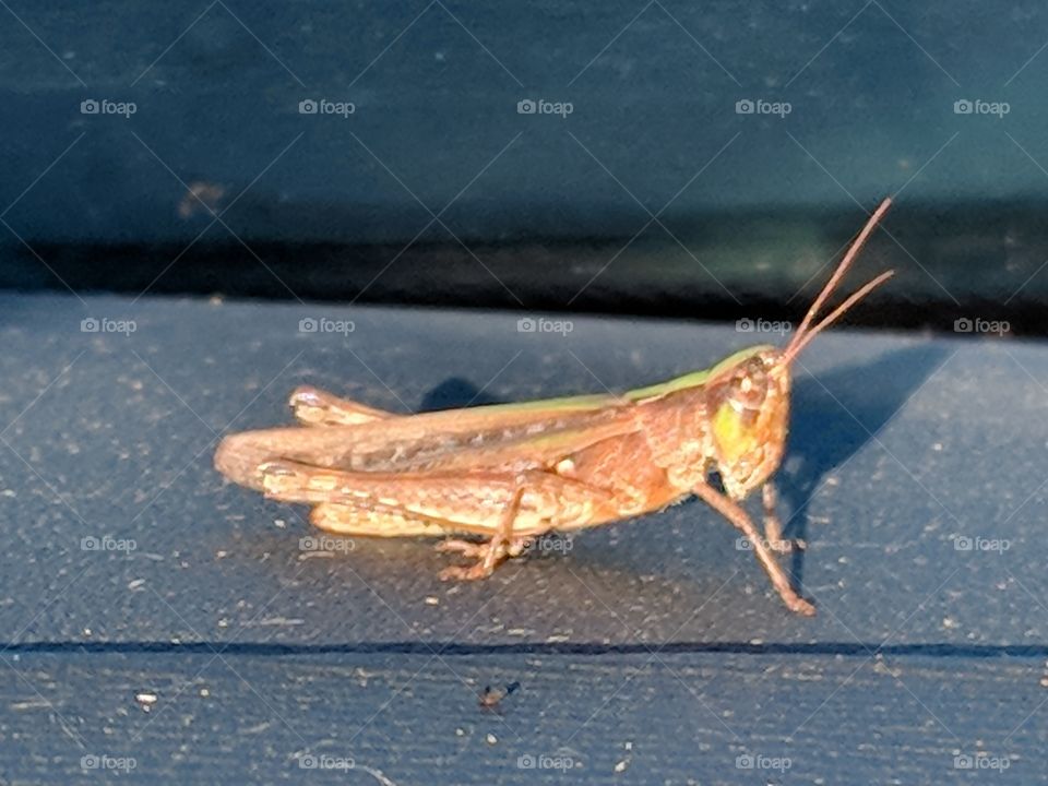 grasshopper in the sun