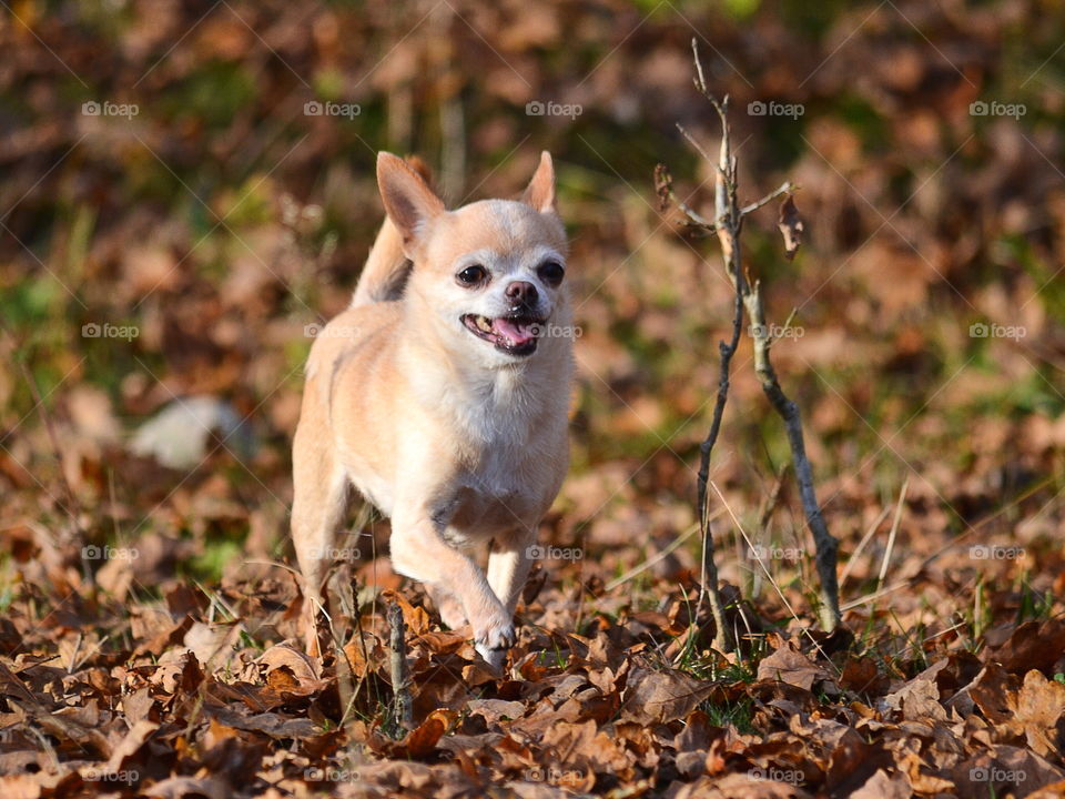 Cute chihuahua