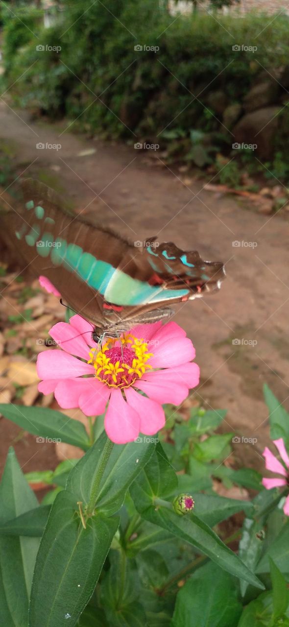 Tosca green butterfly perched on a flower