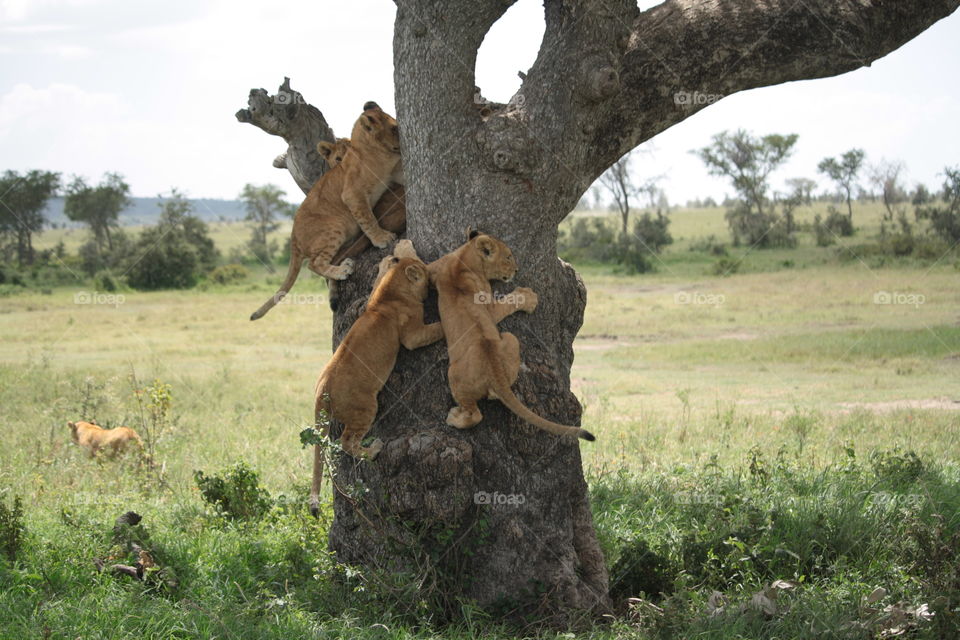 tree climb ion lions