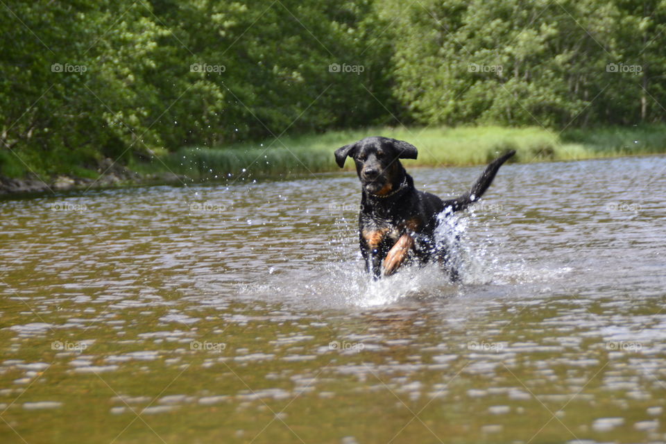 Dog Running