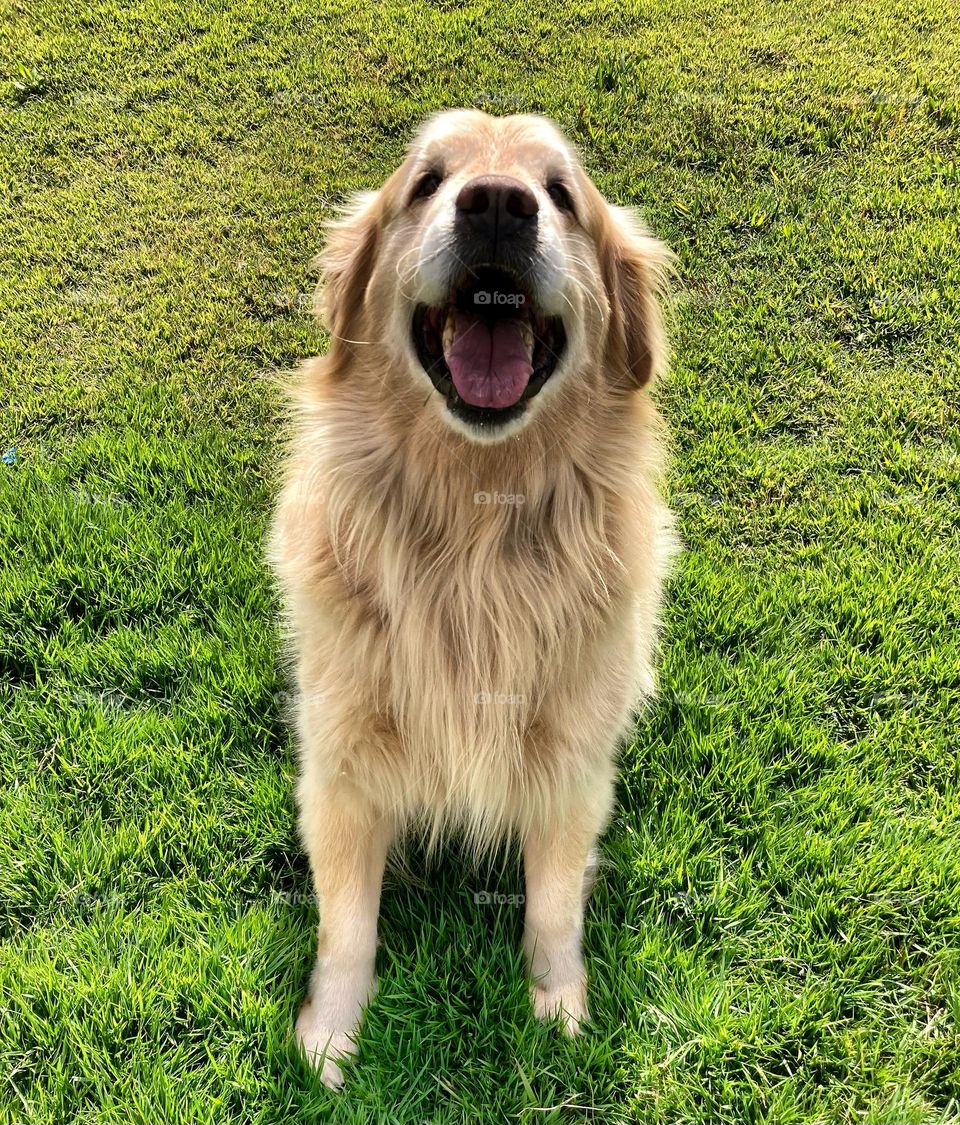 This is Happy! But it could also be: “slipper eater, people jumper or licker”. / Esse é o Happy! Mas poderia ser também: “comedor de chinelos, pulador em pessoas ou lambedor”.
Que cachorro legal e sapeca!
Como não gostar de um pet brincalhão?