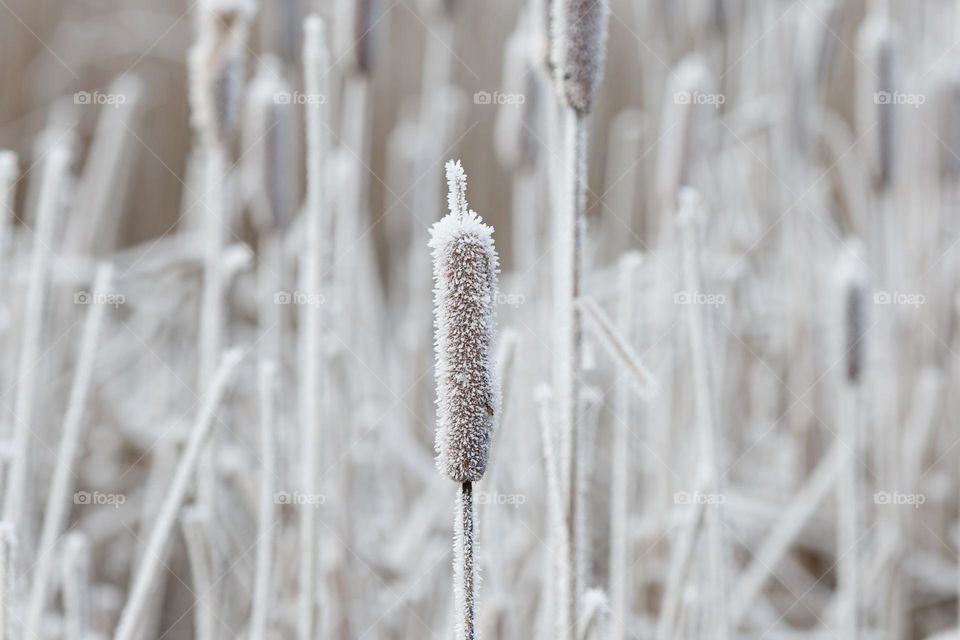 Closeup of frozen bulrush covered with beautiful white frost on a cold day outdoors 