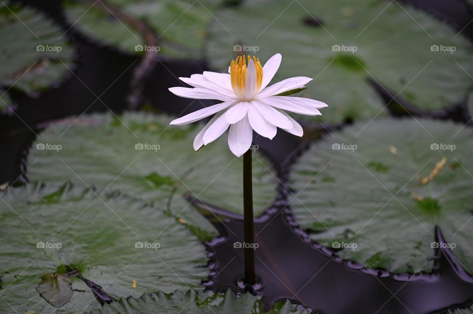 Lotus White Flower in the Pond 