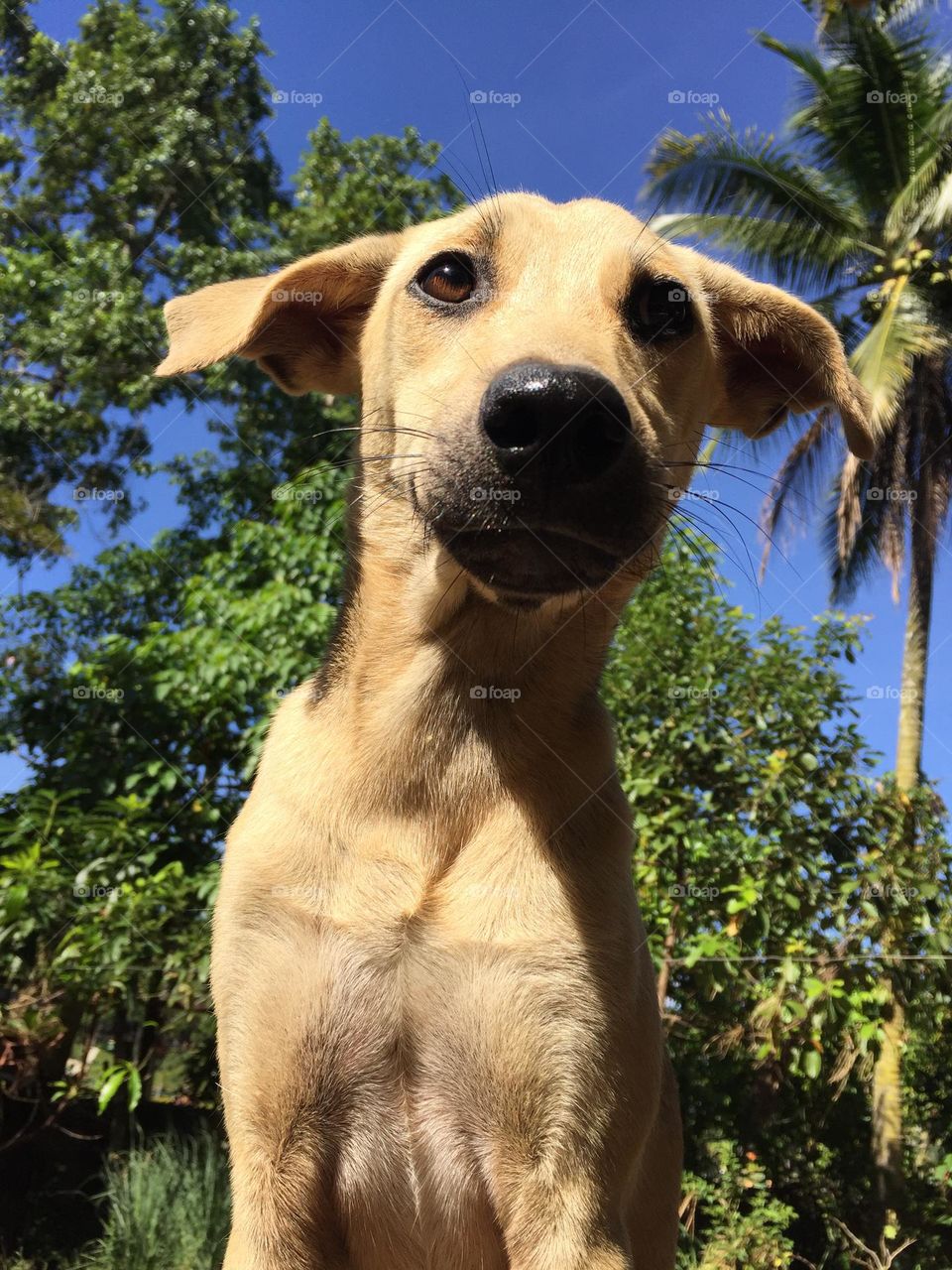 Female dog try to pose in front of the camera 