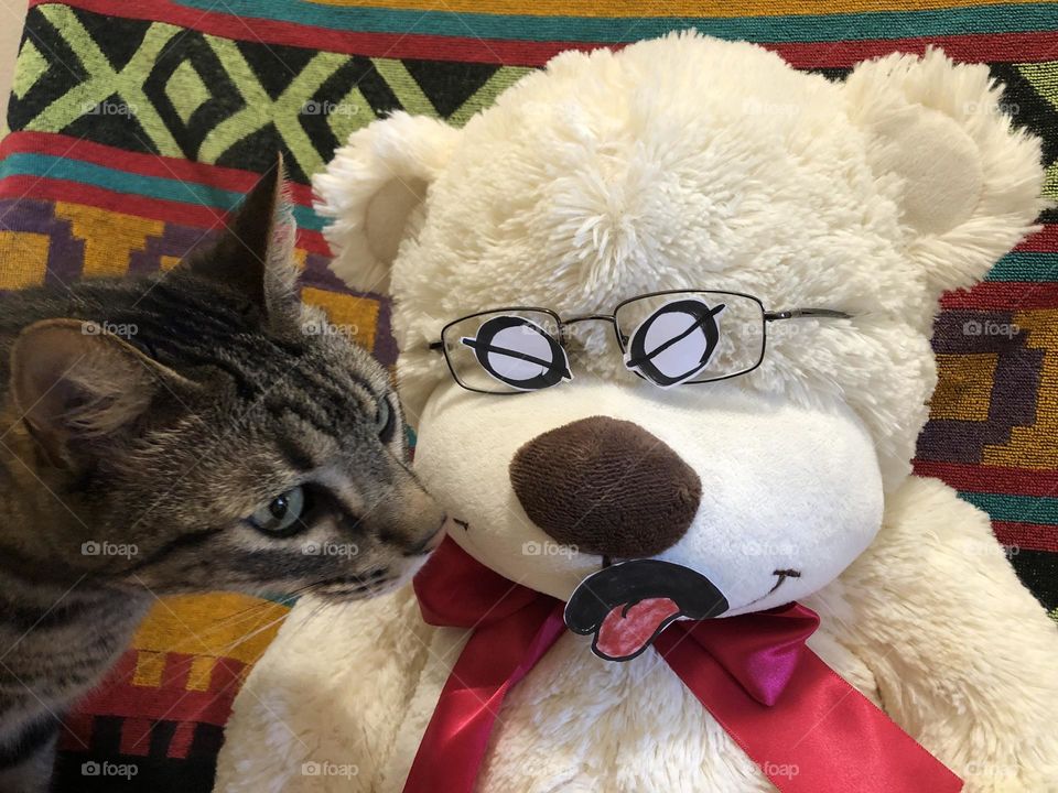 Disgust emoji expression on Teddy Bear when cat gets too close