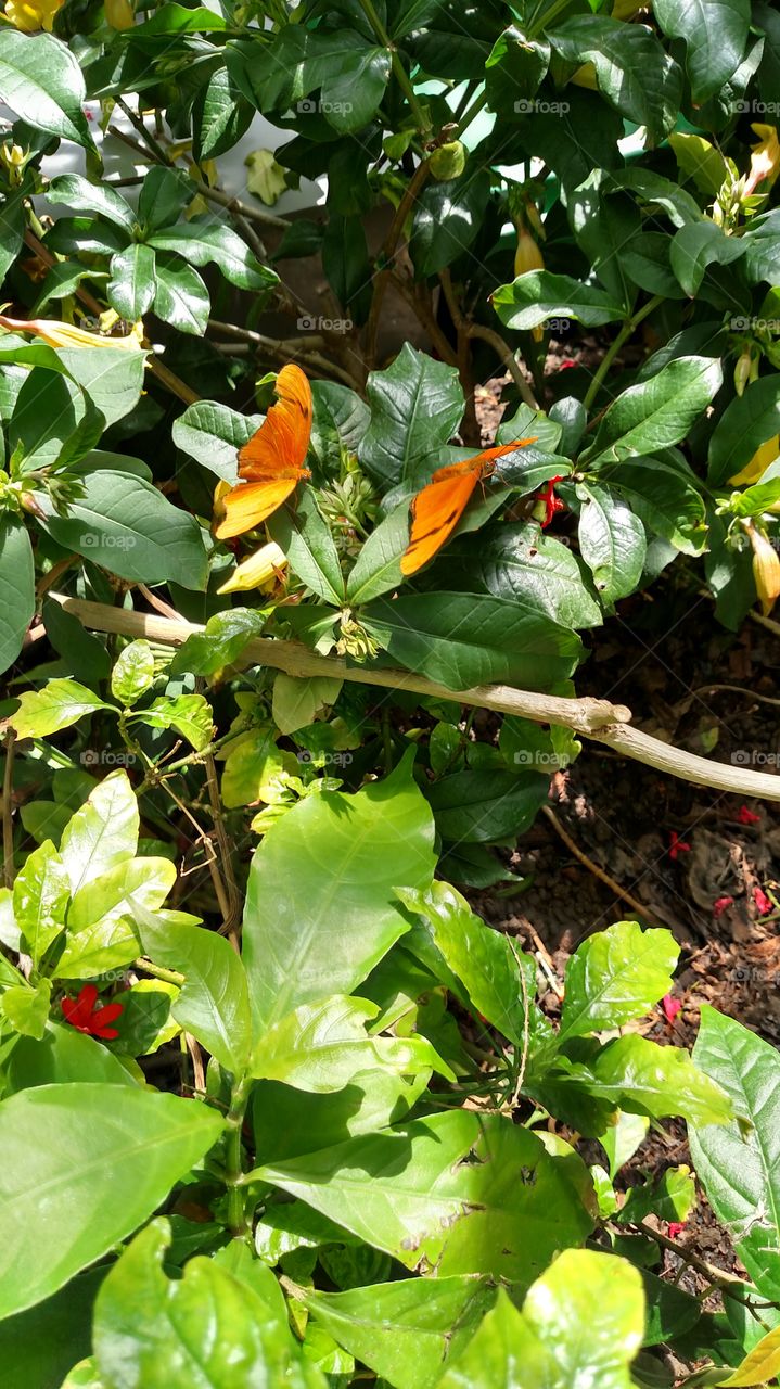 orange butterflies and green foliage