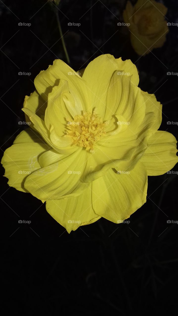 sweet golden flower
