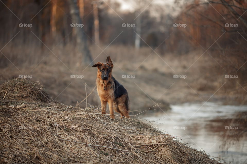 German shepherd 8-th months puppy in a spring forest near river