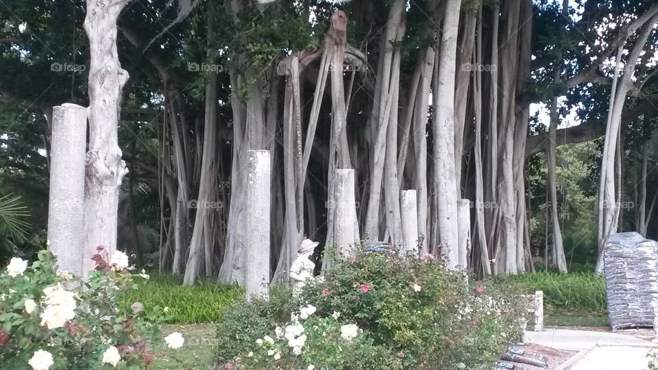 Banyan trees
