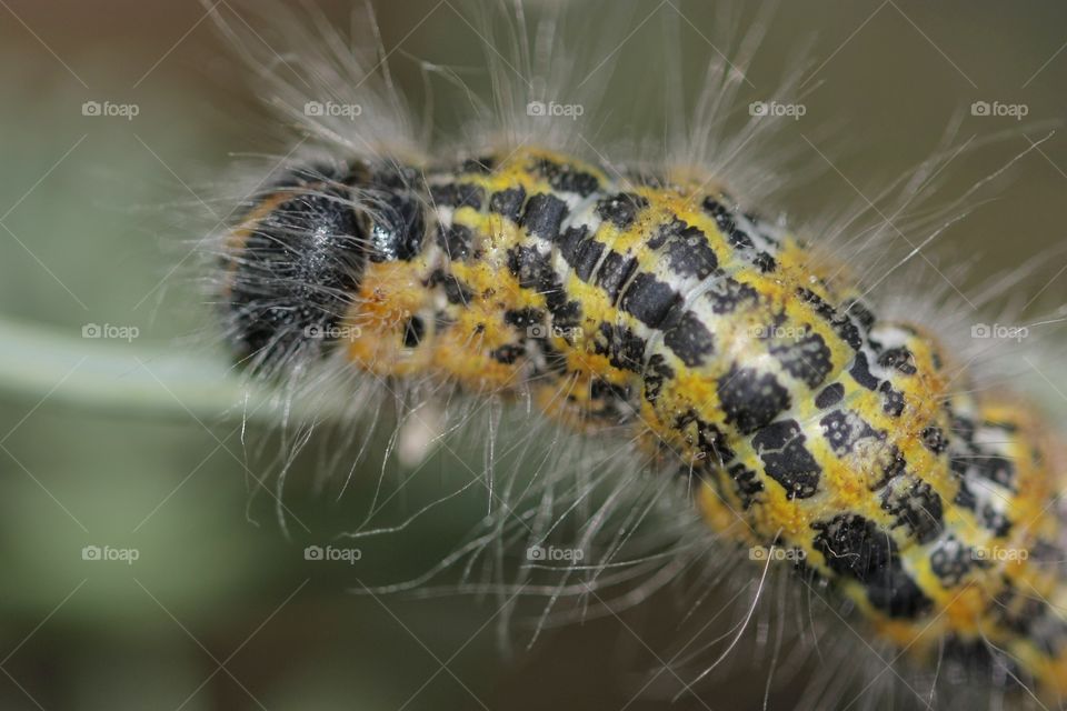 Close-up of caterpillar