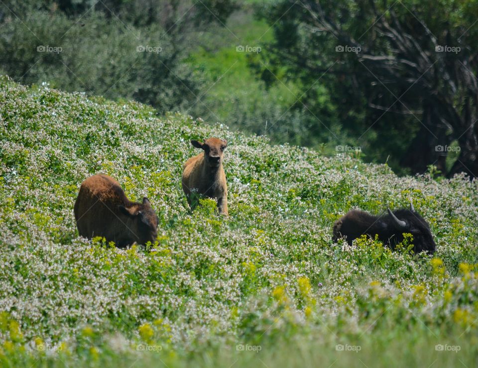 Buffalo North Dakota