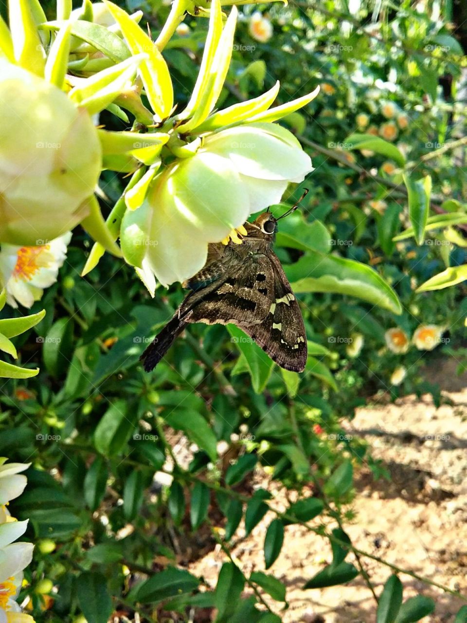 Simplória e bela borboleta.