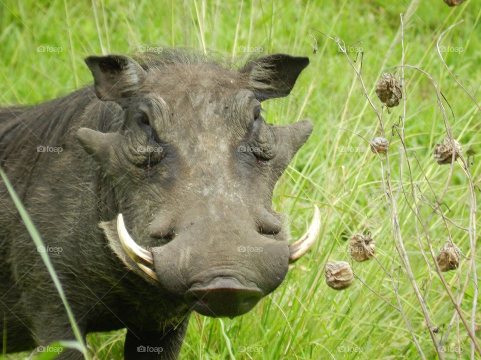 Close up of a warthhog with sharp teeth in the shape of sickles that reminds me of Pumba