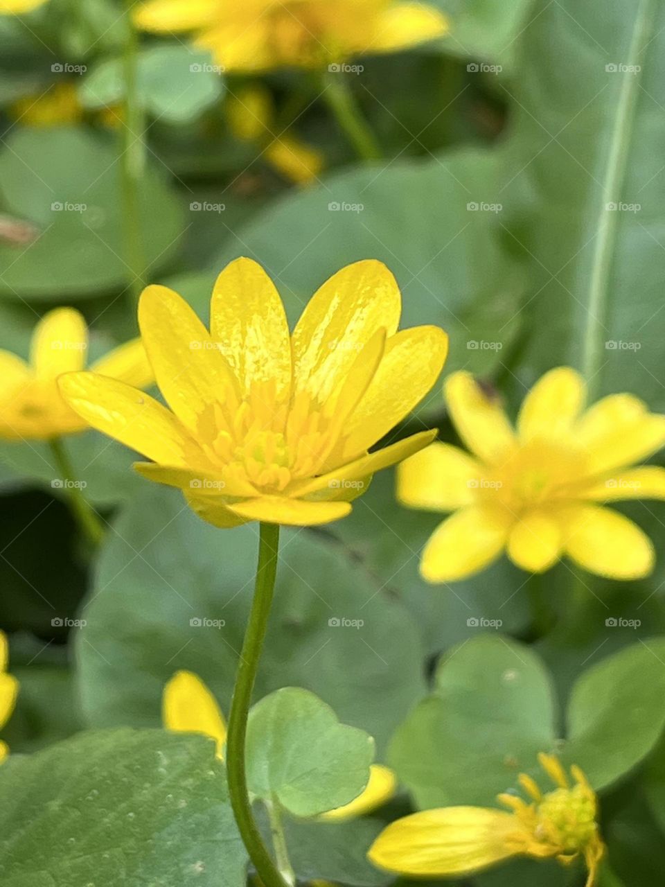 Wild yellow flowers 