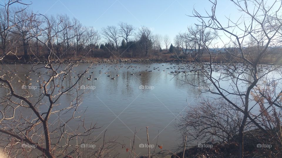 Winter, Tree, Landscape, Nature, Water