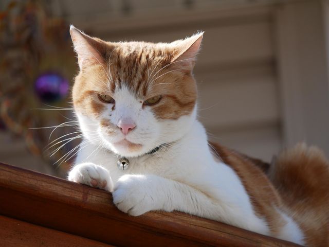 A very good orange boy suns himself on the patio.