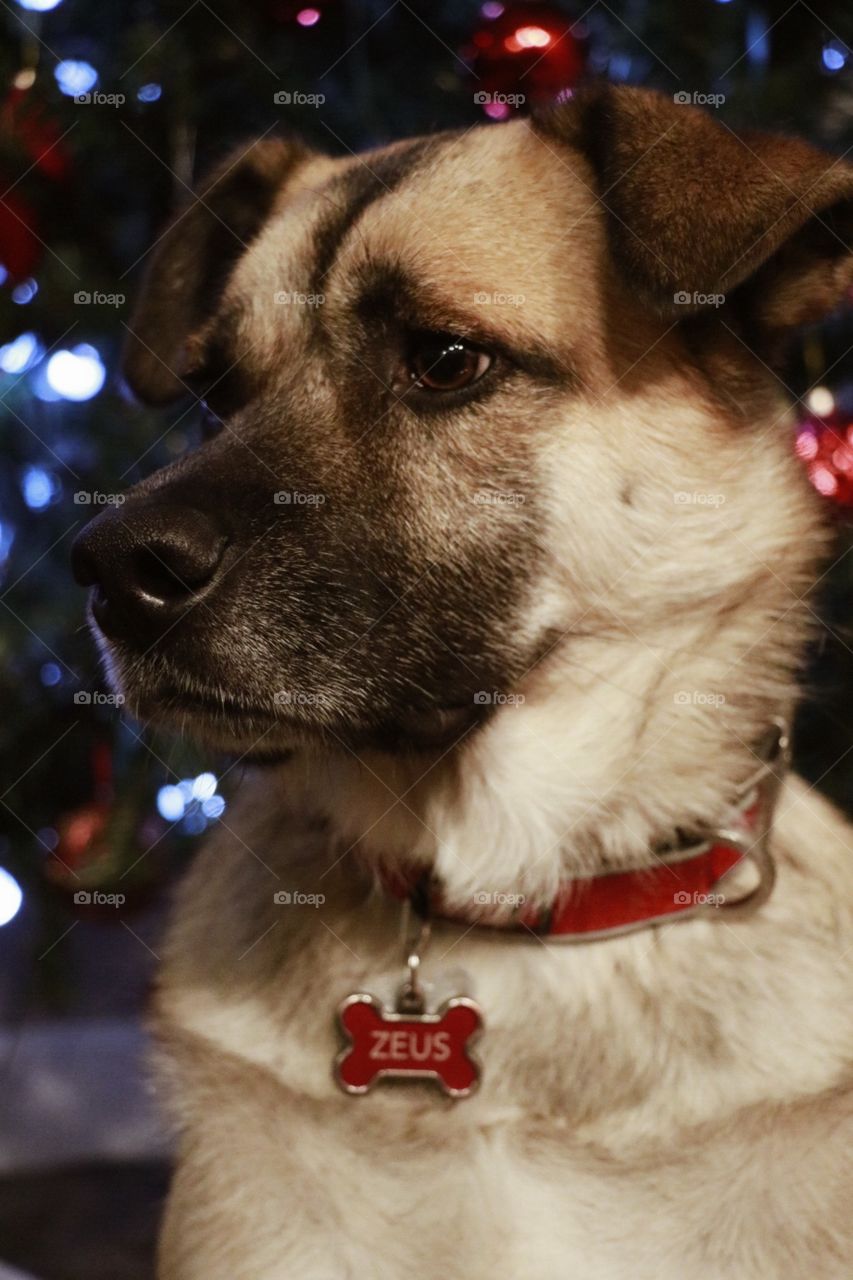 German Shepherd being cute at Christmas 