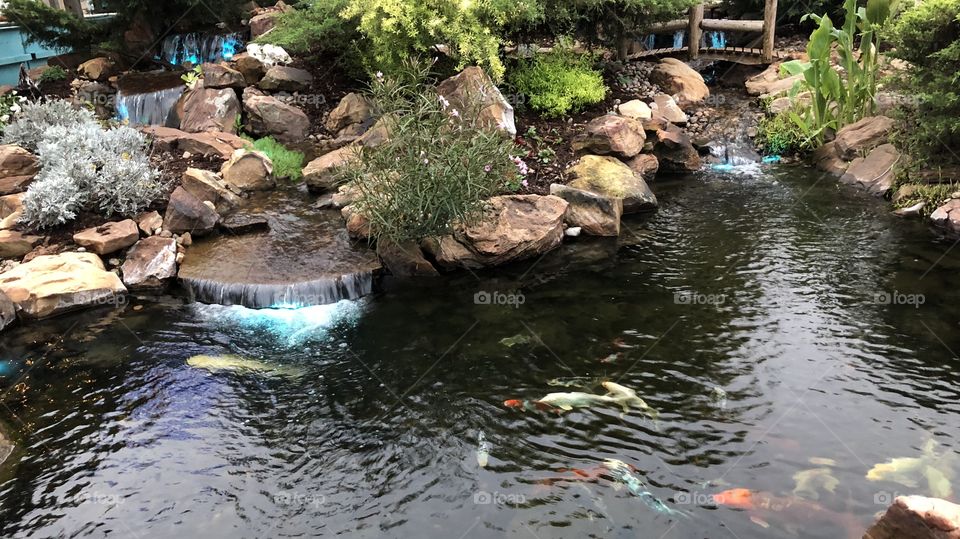 Koi Pond