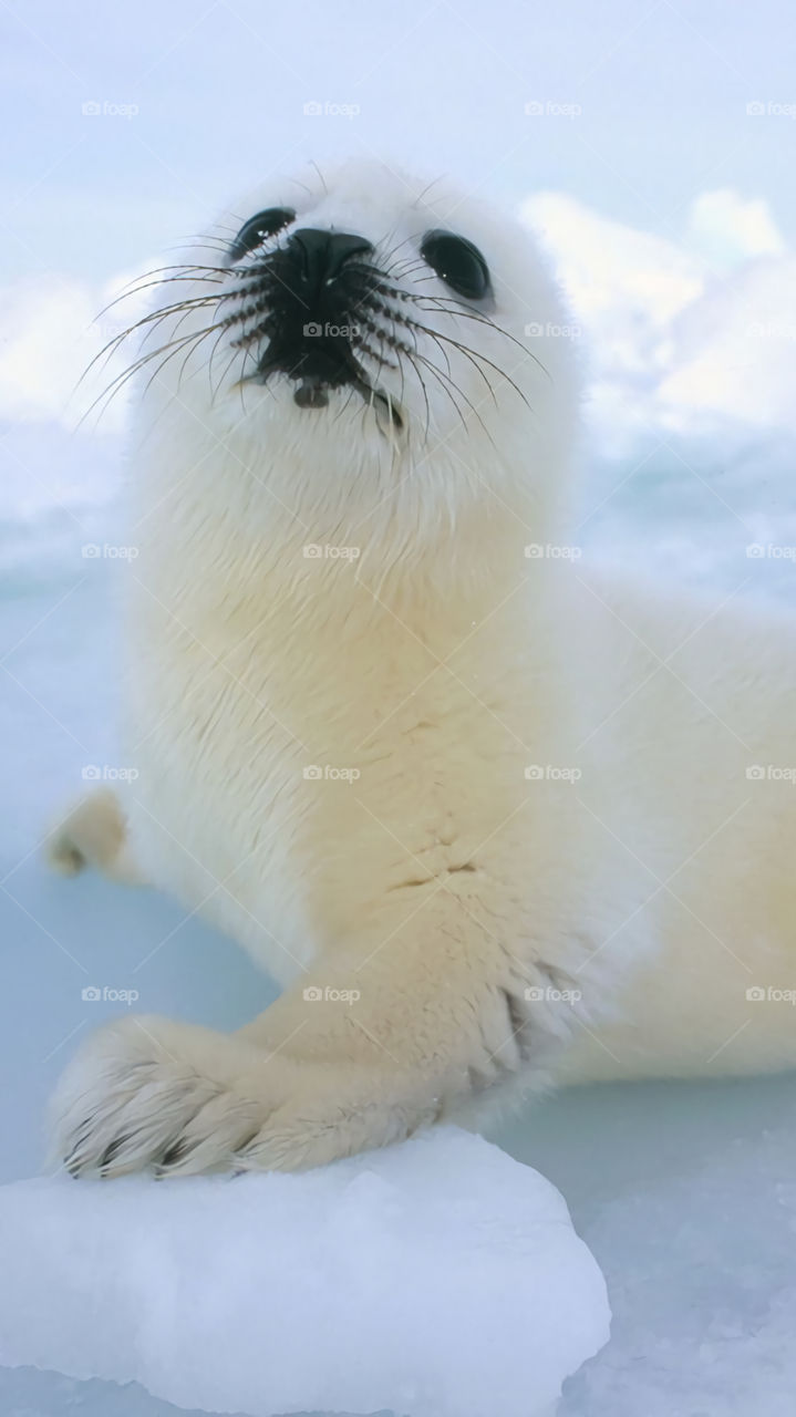 Snow, Frosty, Wildlife, Bird, Winter