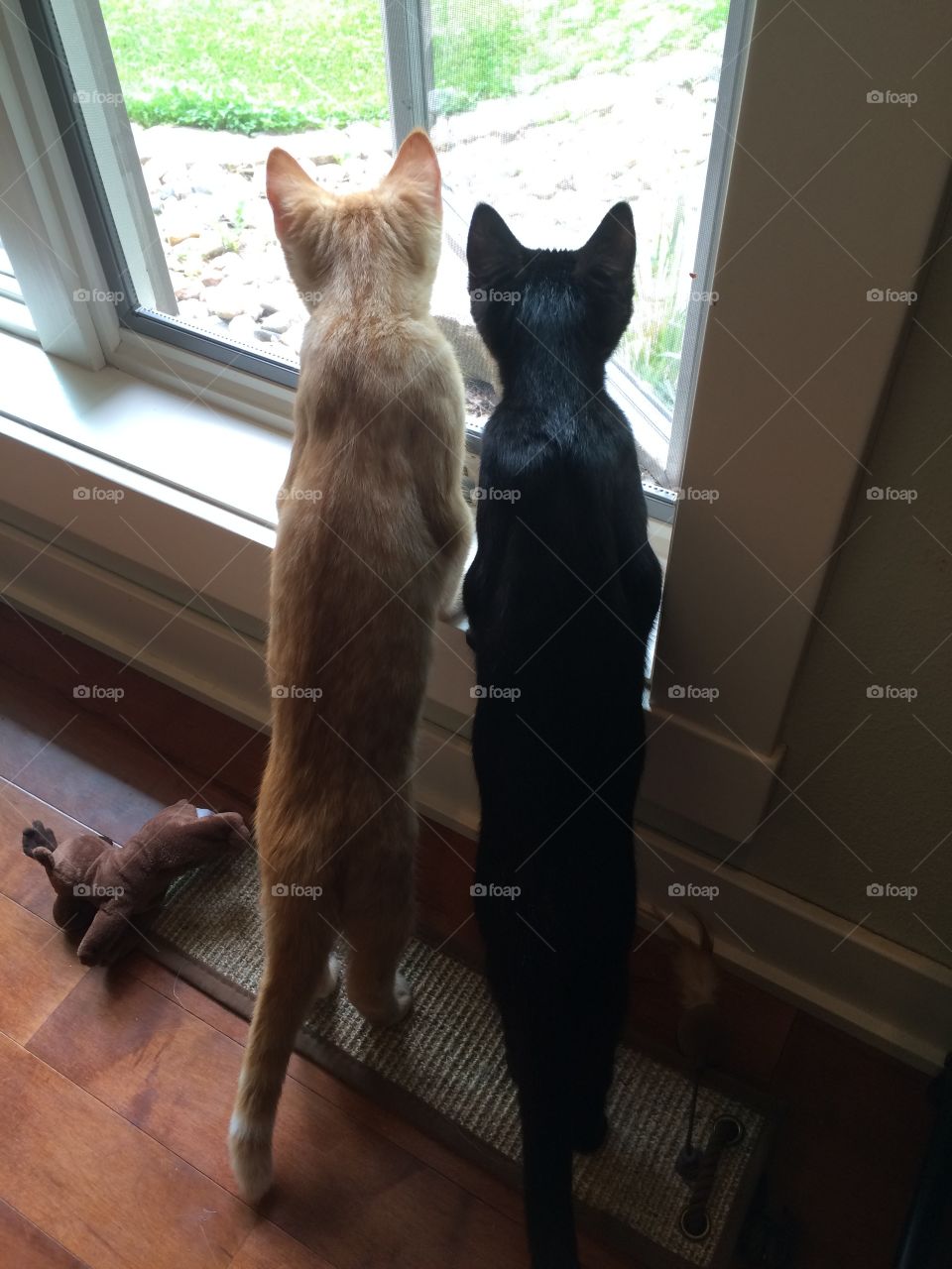 Darling vertical photo of two adorable kittens orange and black looking out the window! 