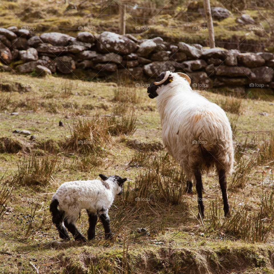 Sheep, Mammal, Livestock, Goat, Agriculture