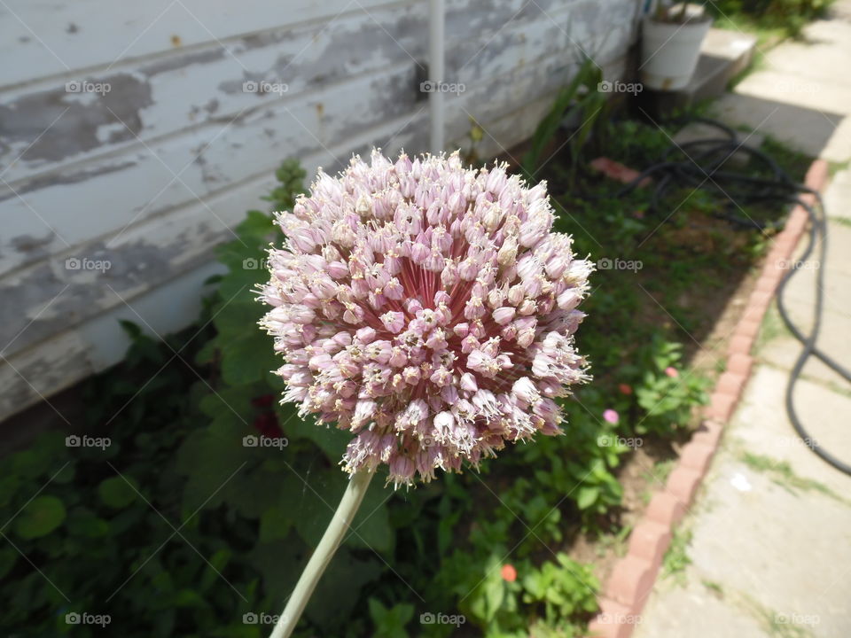 pinball plant. this is a weird looking flower