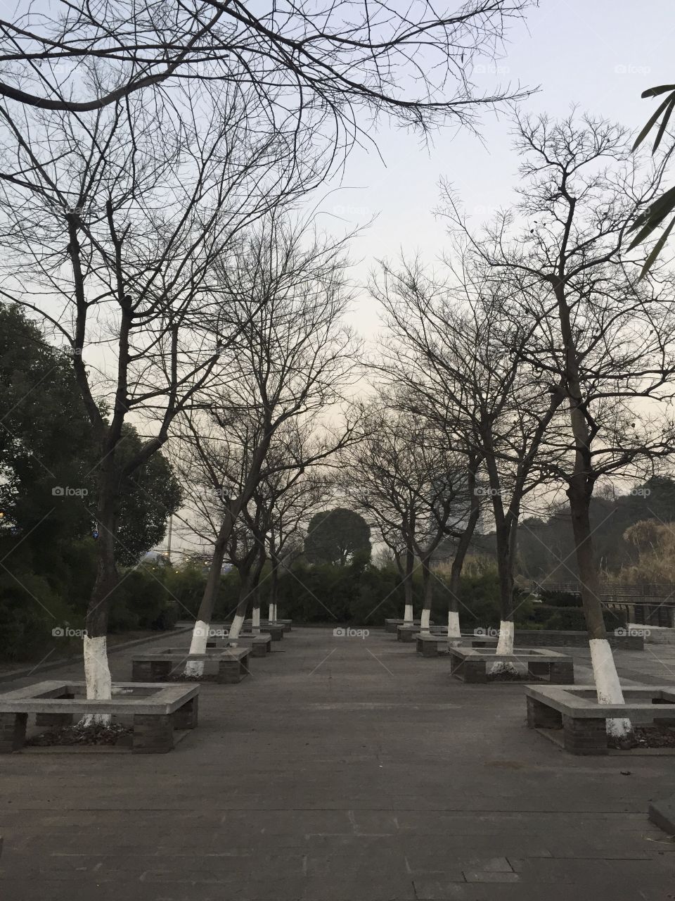 Trees and benches ob a sidewalk of a street near a park