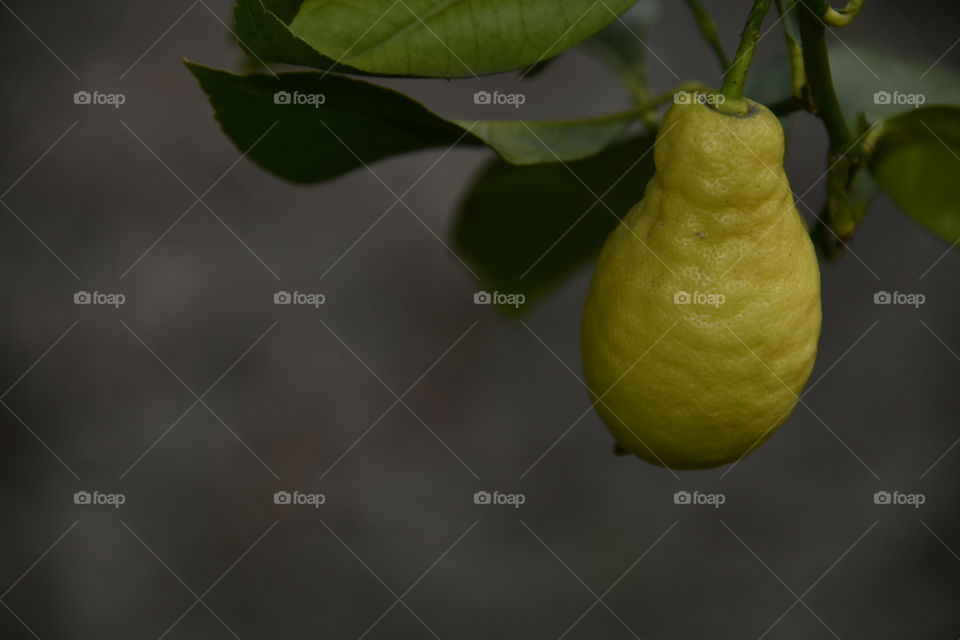 Jardín botánico, Madrid