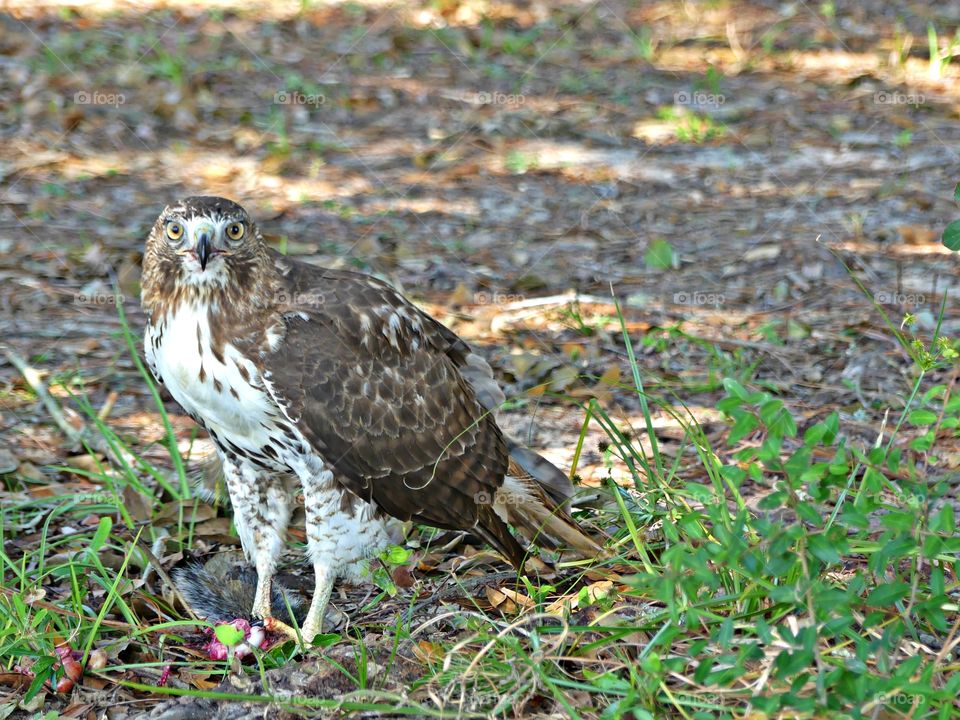 Color Brown - Close up of a bird of prey - Red-tailed hawks are big, diurnal birds of prey that catch and eat gray squirrels and other critters small enough to handle.