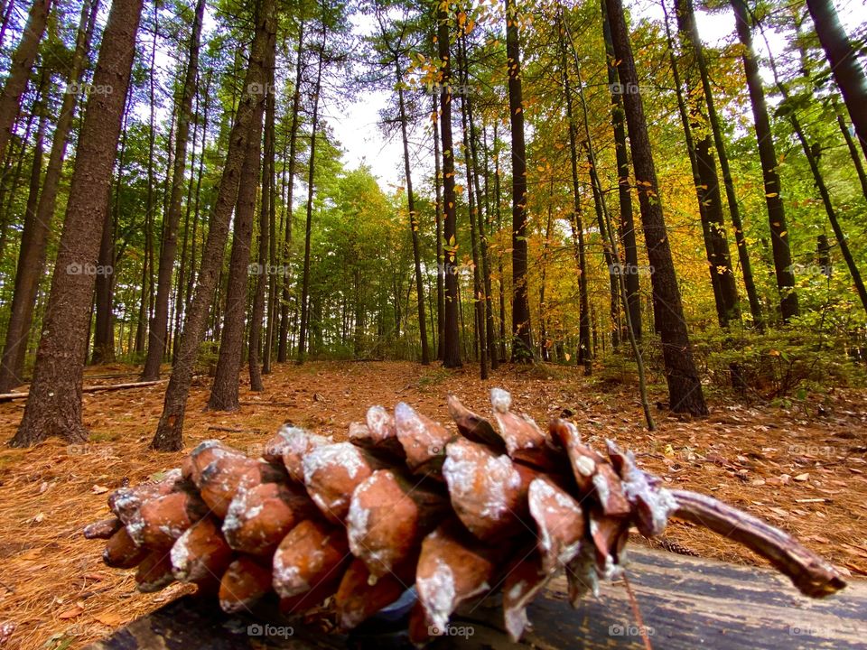 Pine cone