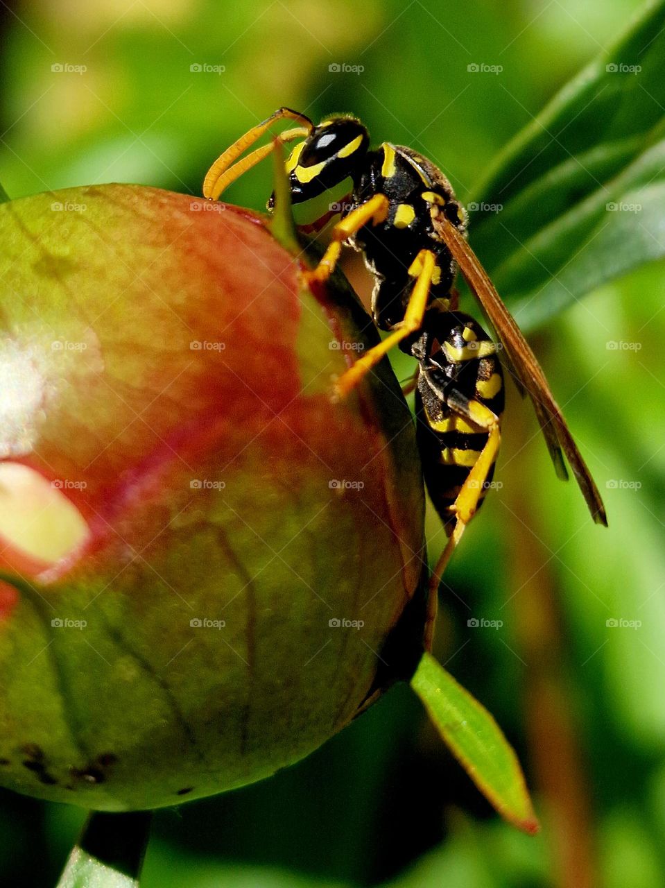 bee on plant