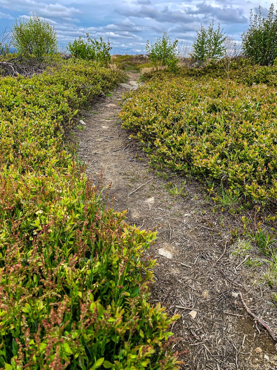 Meandering path through a blueberry field.  Blueberries are a well known Maine crop.