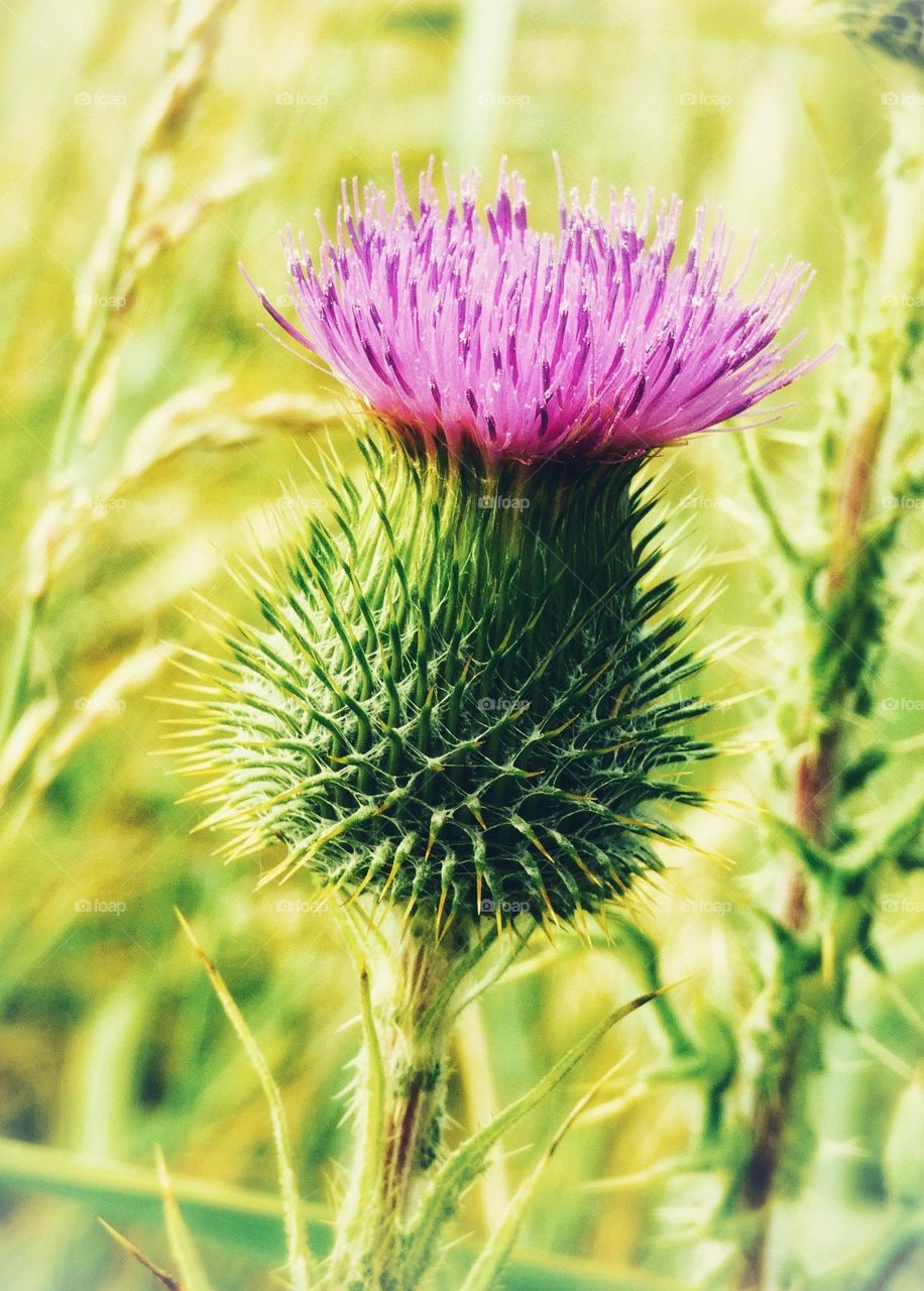 Flower of Scotland
